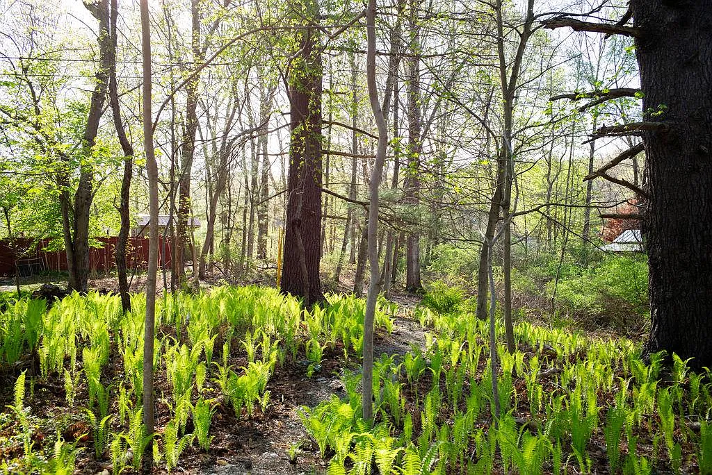 ferns growing on the property