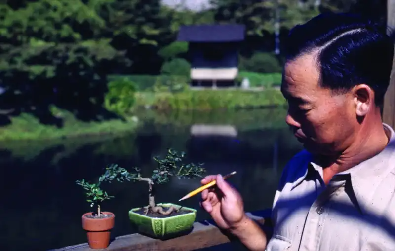 Frank Okamura, BBG’s first bonsai curator