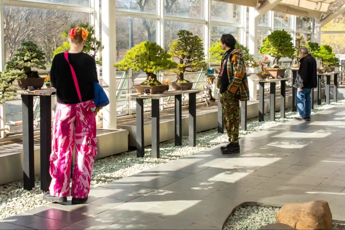 brooklyn botanic garden - people looking at bonsai