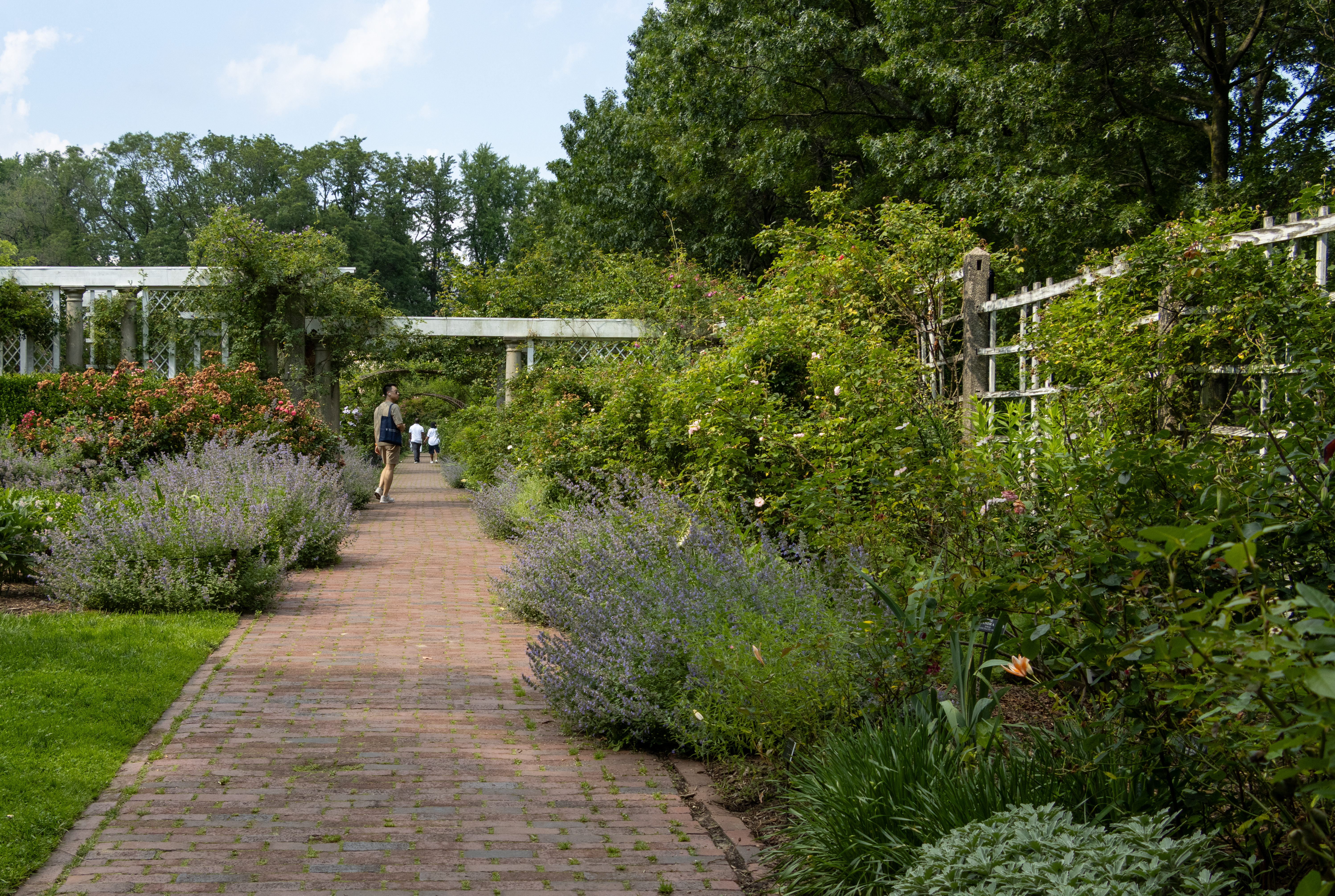 brooklyn - flowers blooming in the rose garden in the brooklyn botanic garden