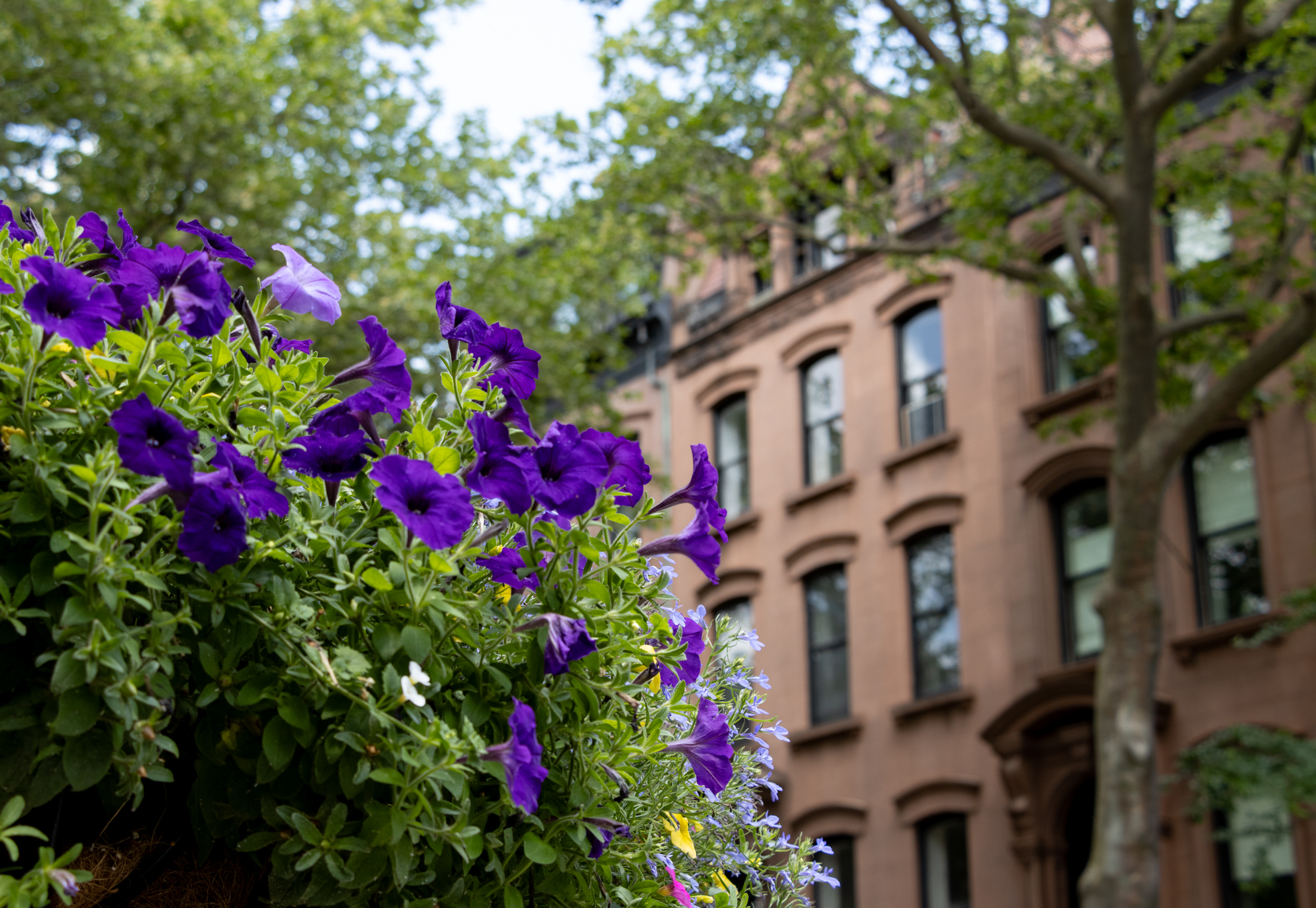 brooklyn - purple flowers hanging from a lightpole with brownstones in the background