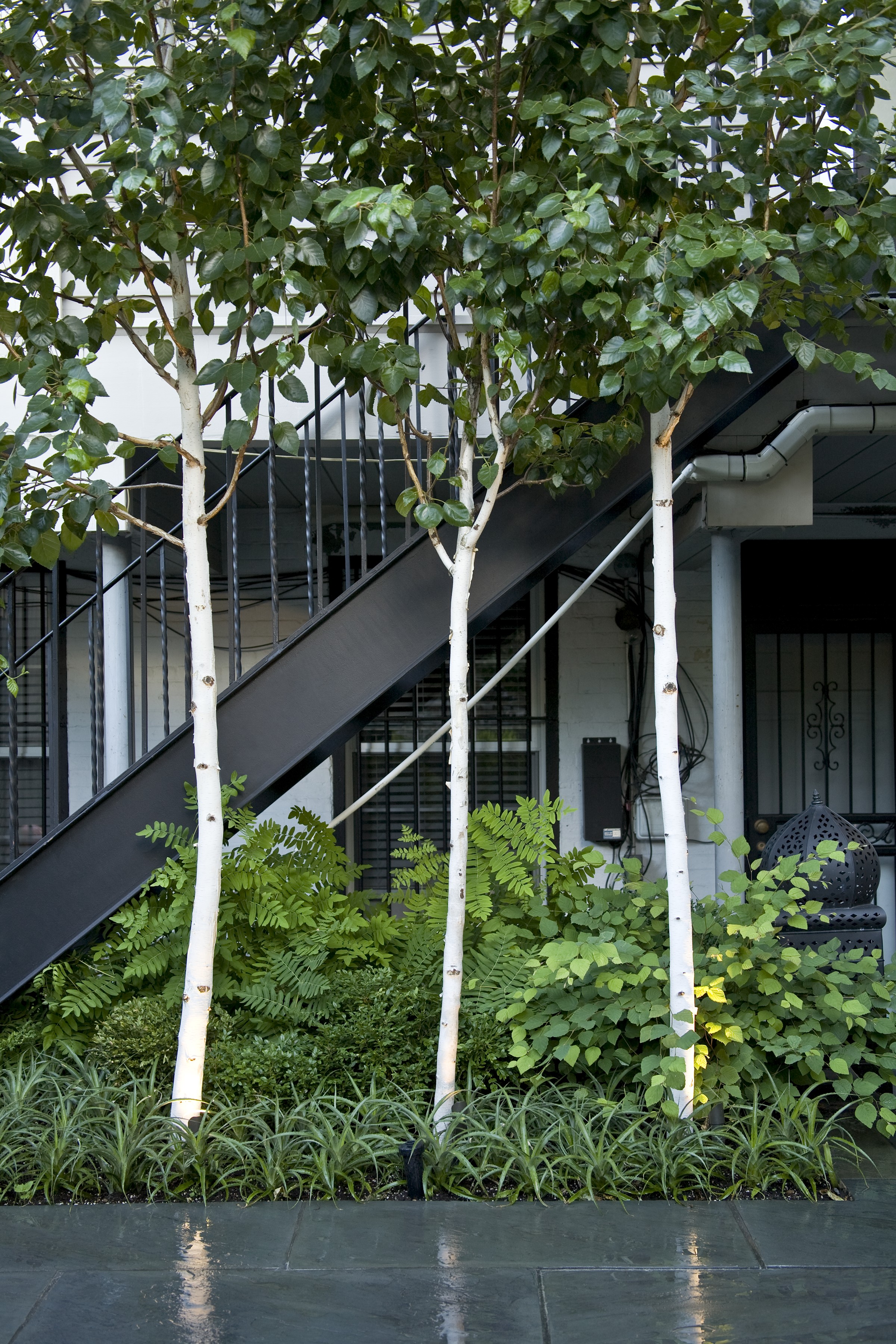 BIRCHES ALONG DECK STAIRS
