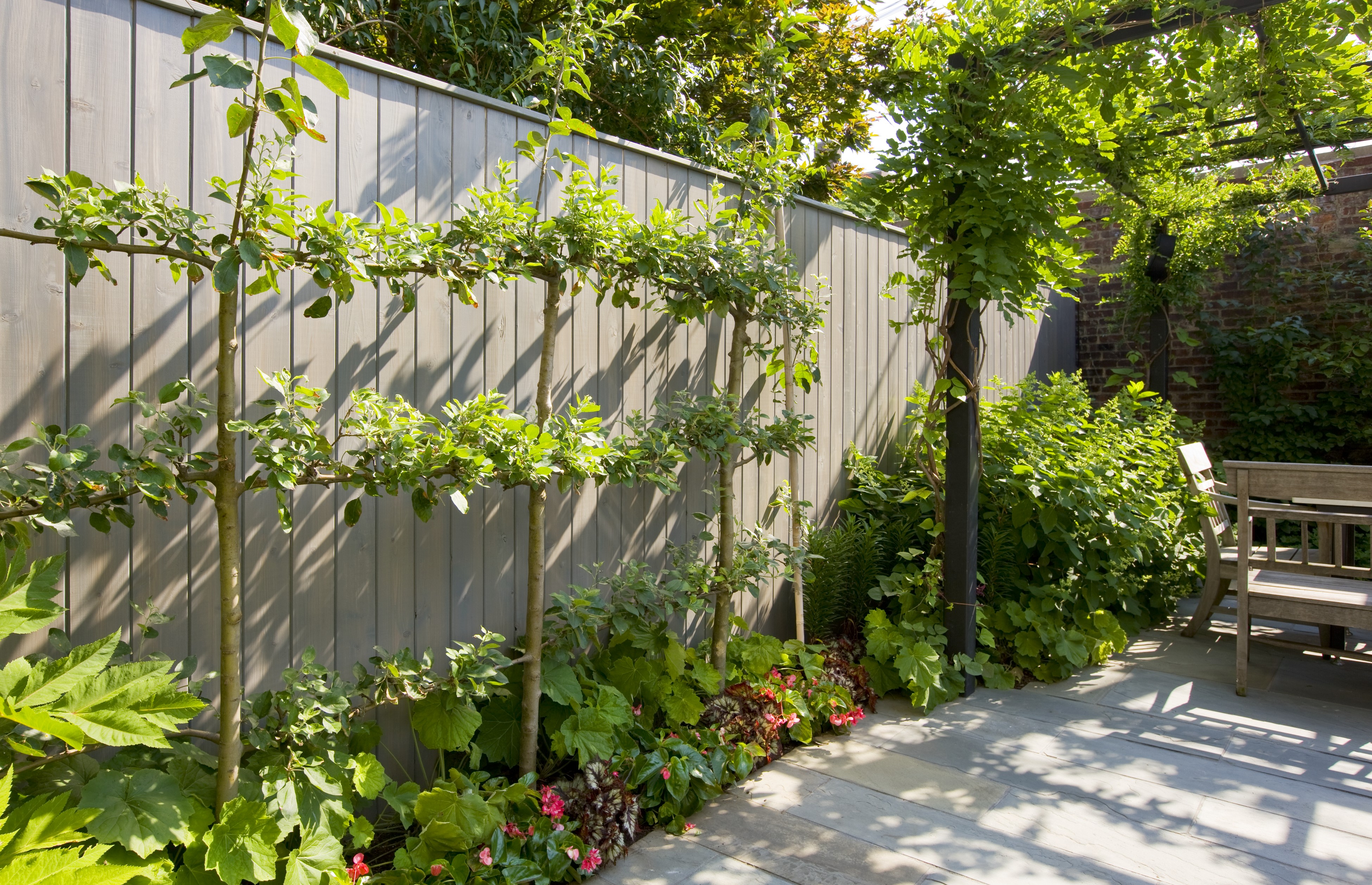 ESPALIE RALONG FENCE WITH DINING IN BACKGROUND