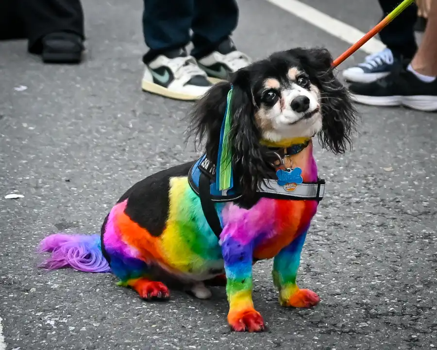 Even furry friends got in on the fun.