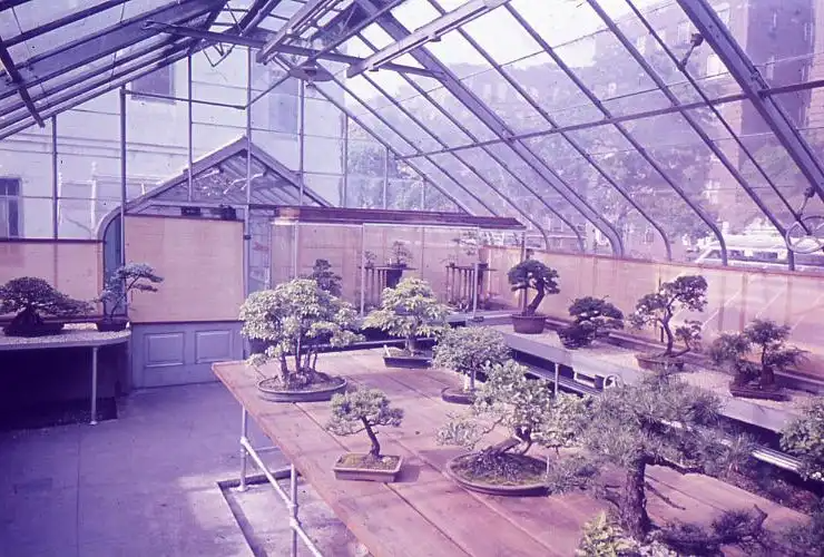 BBG’s bonsai greenhouse circa 1965