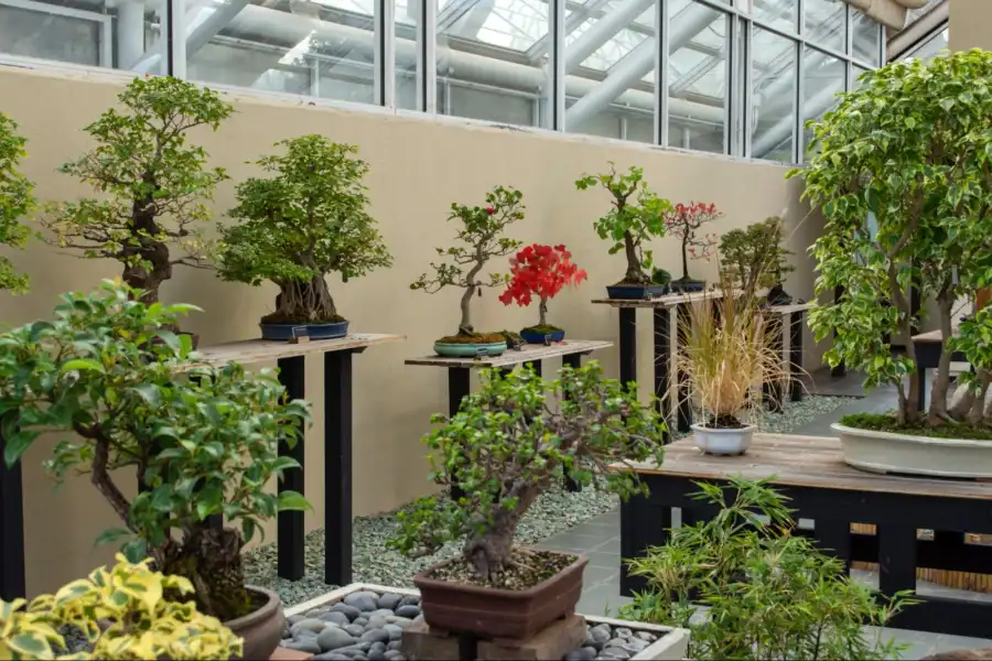 Today, the garden is home to over 400 bonsai trees