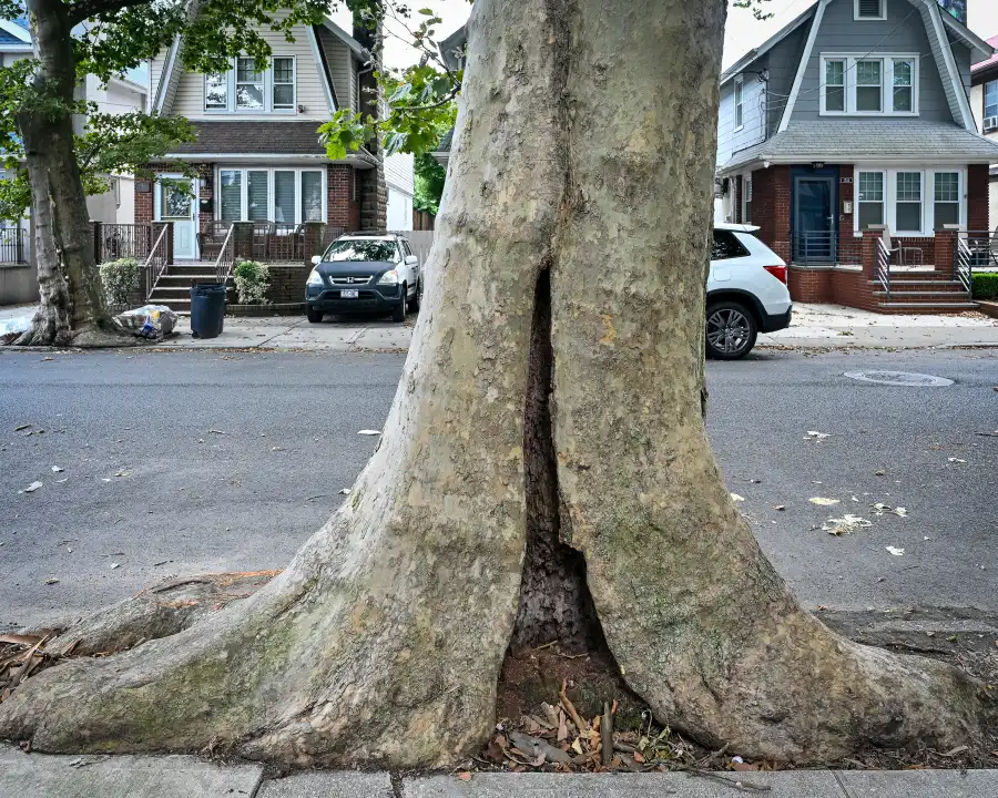 a sidewalk tree