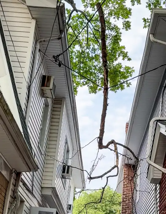a broken branch between houses