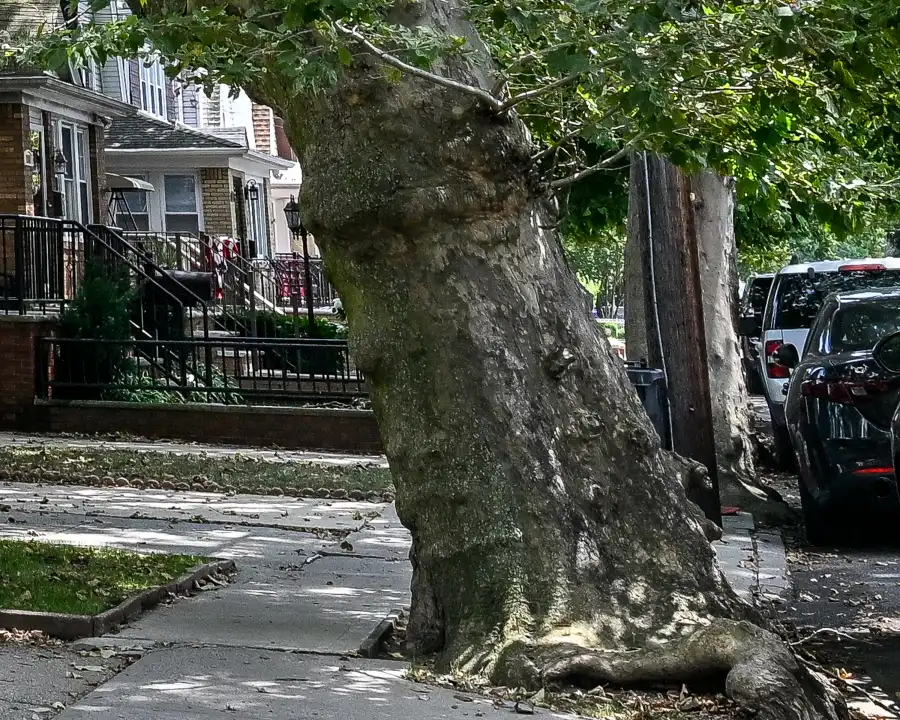 a leaning street tree