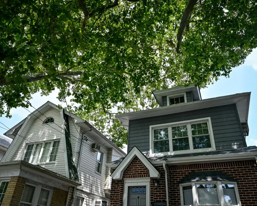 tree branches above houses