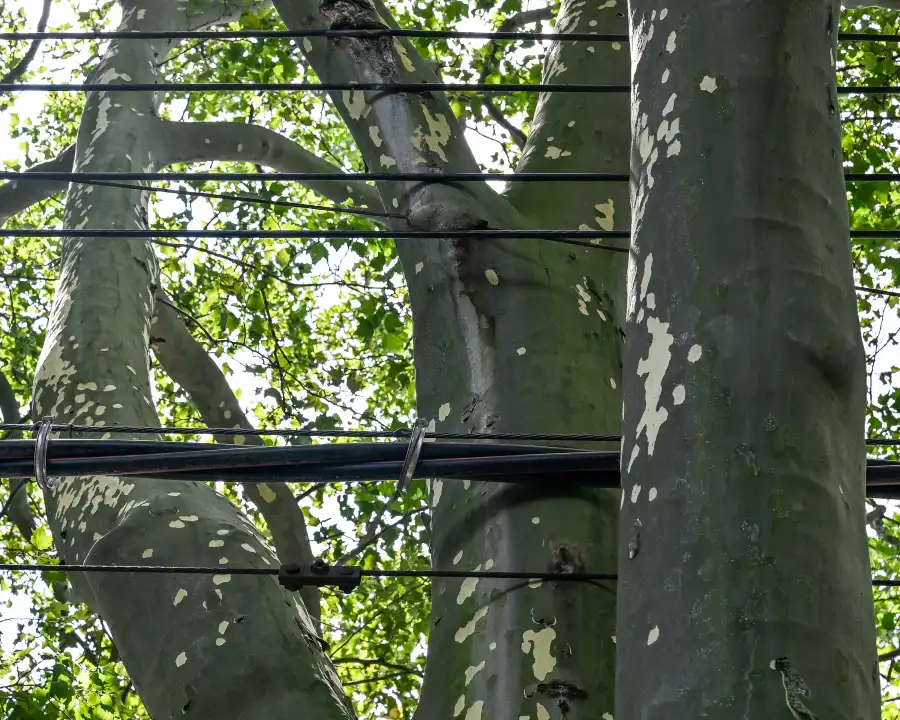 Wires, including a a 480,000-volt line, touch the tree branches.