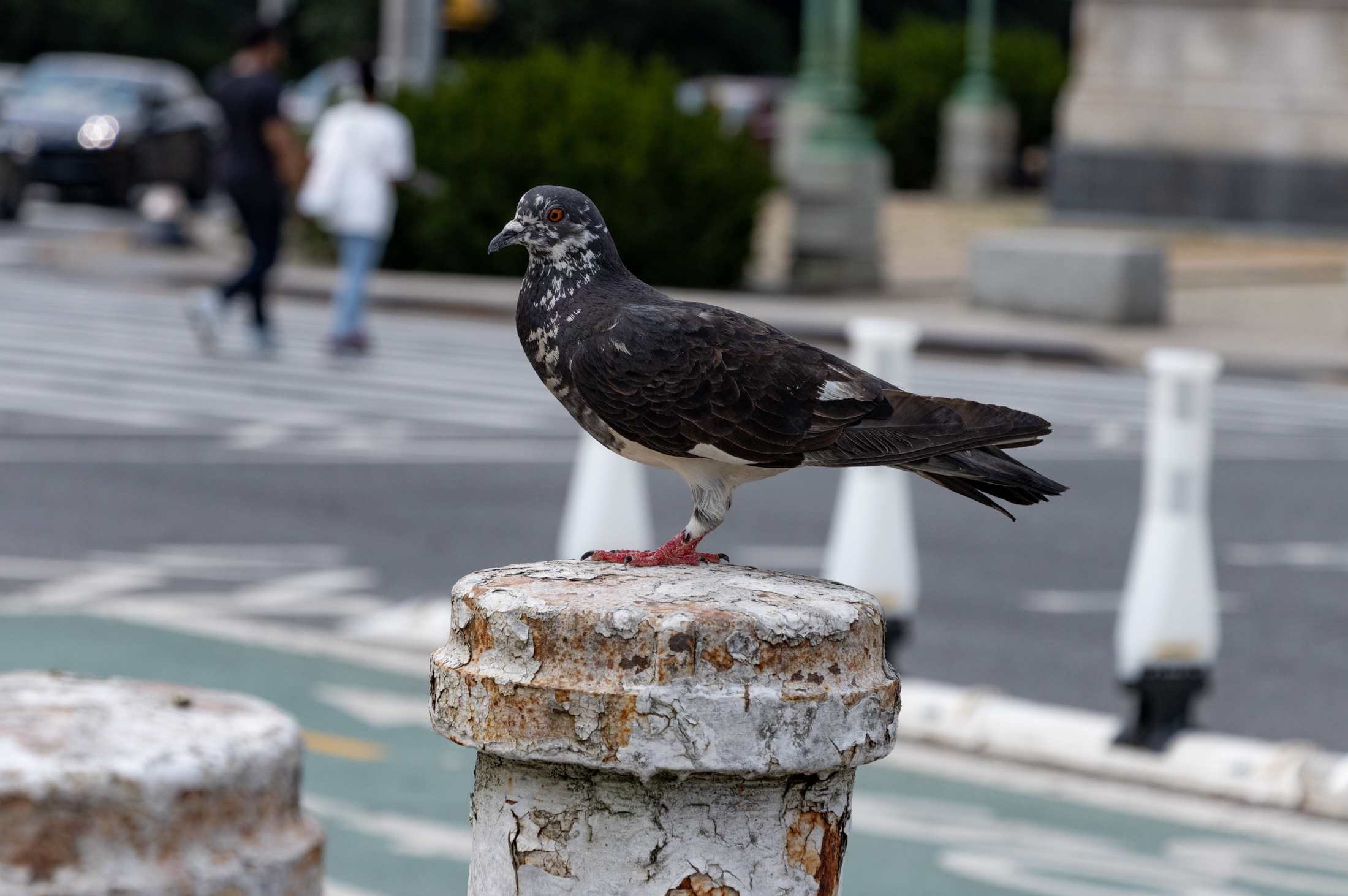 brooklyn - a black and white pigeon is perched on a stanchion with a road visible in the background