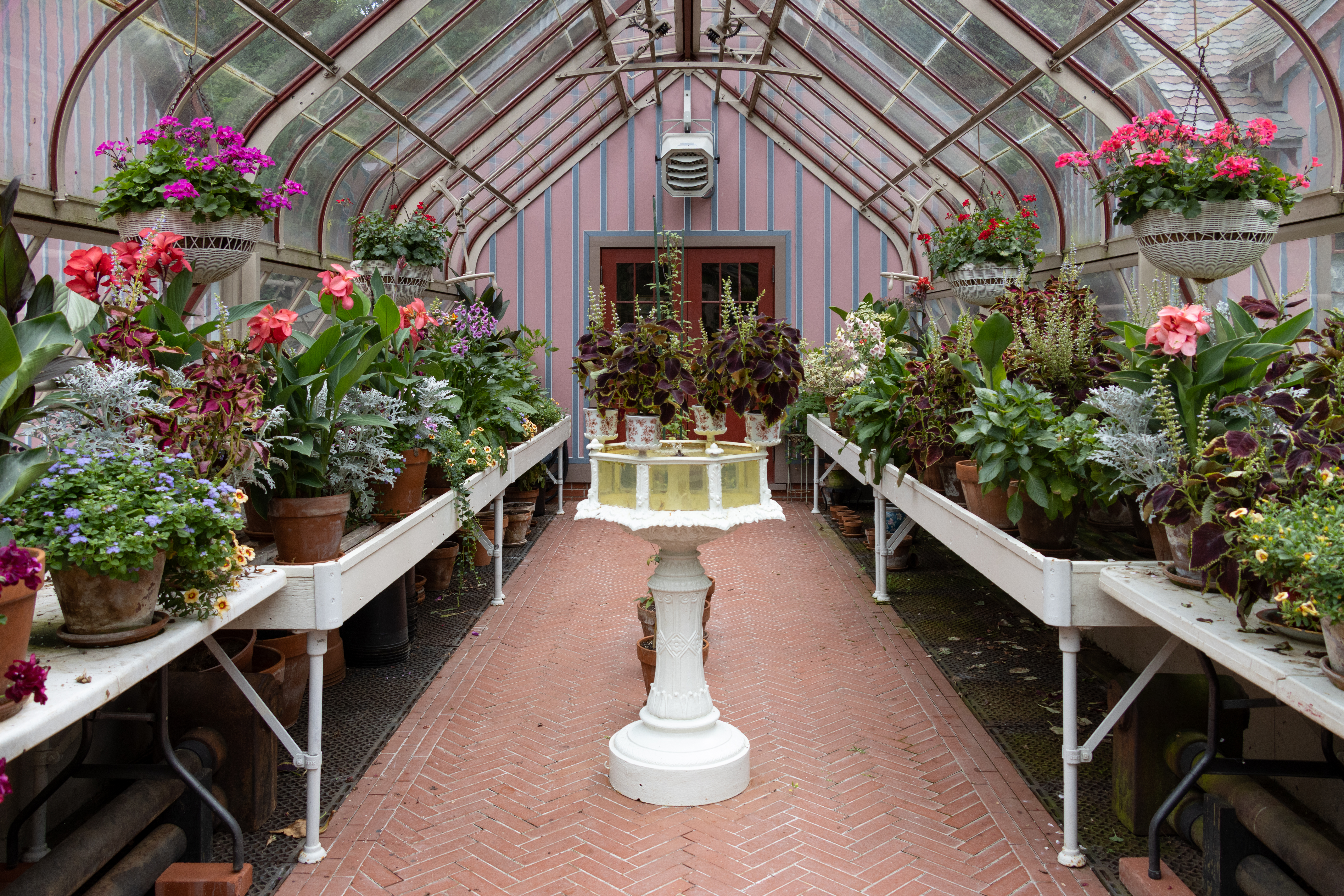 flowers blooming inside the greenhouse