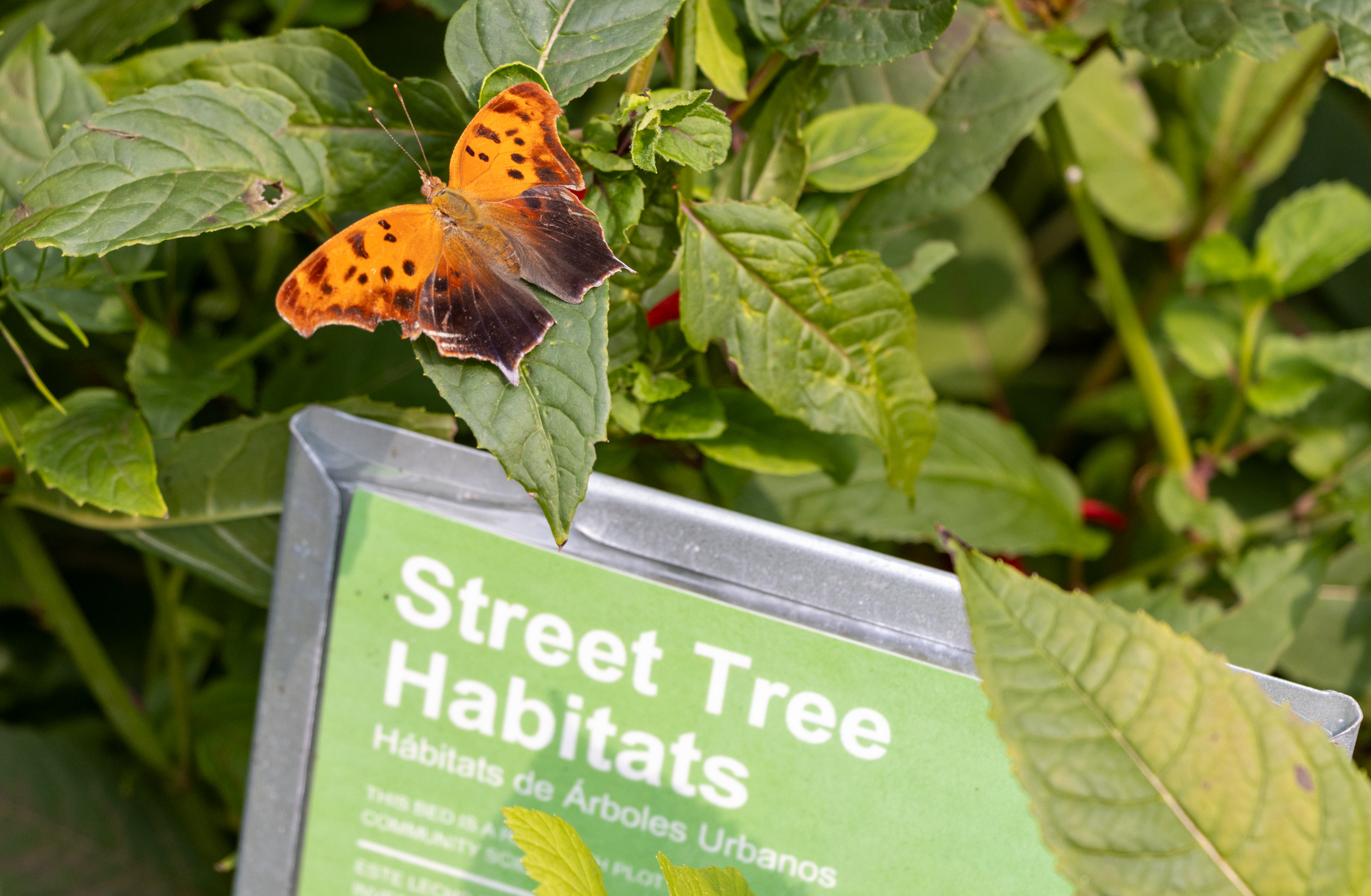 A Polygonia interrogationis, aka a Question Mark butterfly, resting in a tree pit