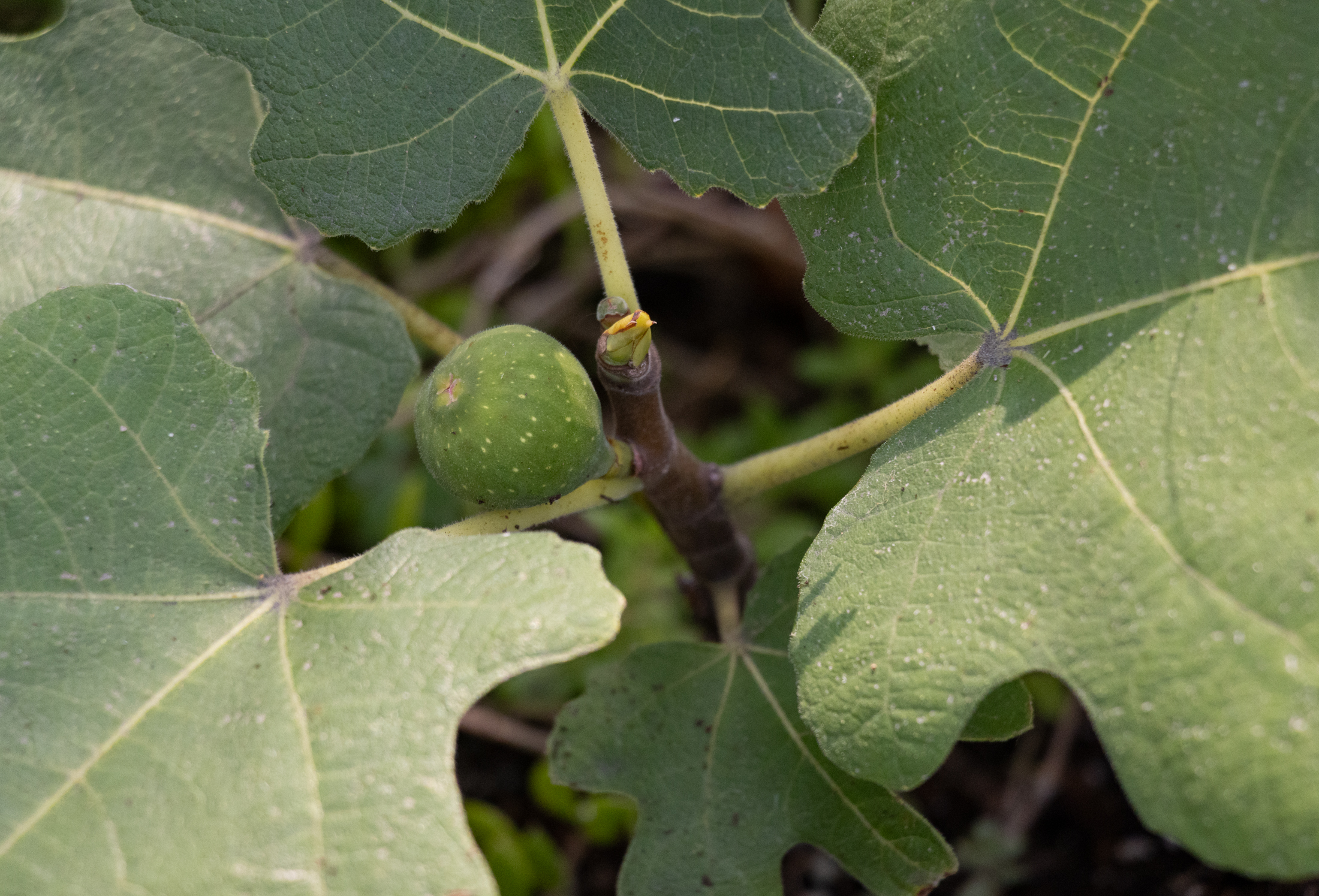 a fig