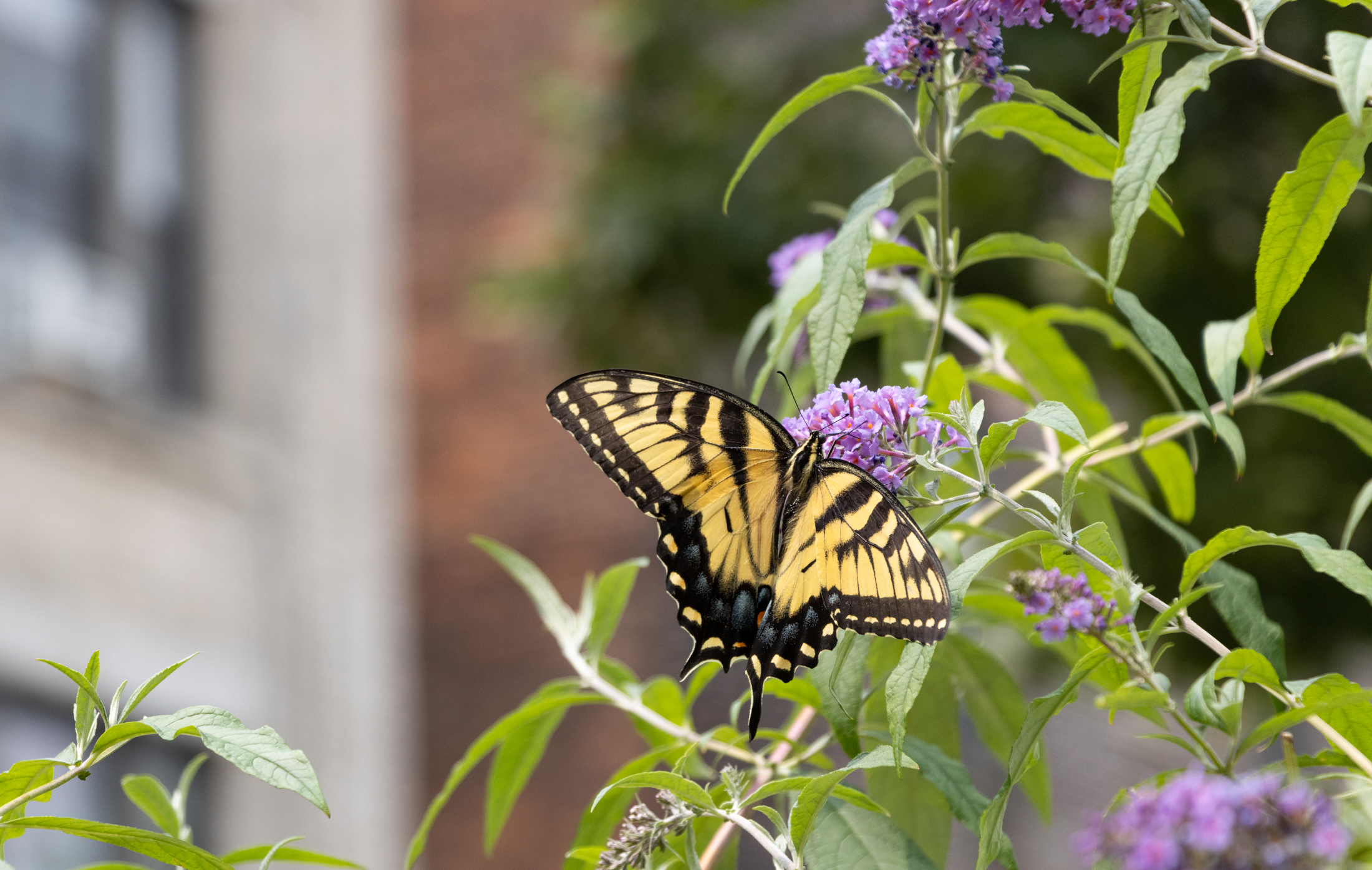 an eastern tiger swallowtail butterfly on a butterfly bush