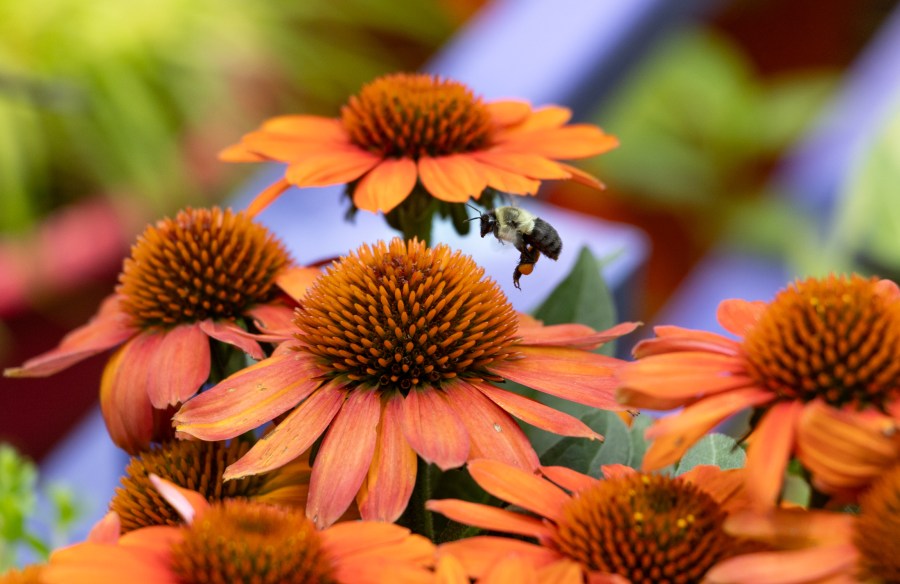 crown-heights-eastern-parkway-greenest-b