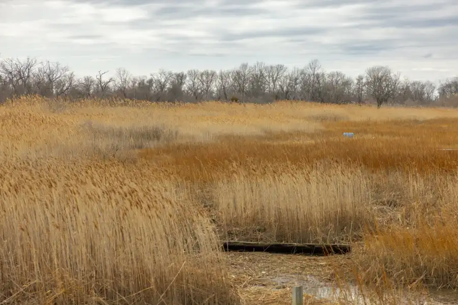 grass in the wetlands