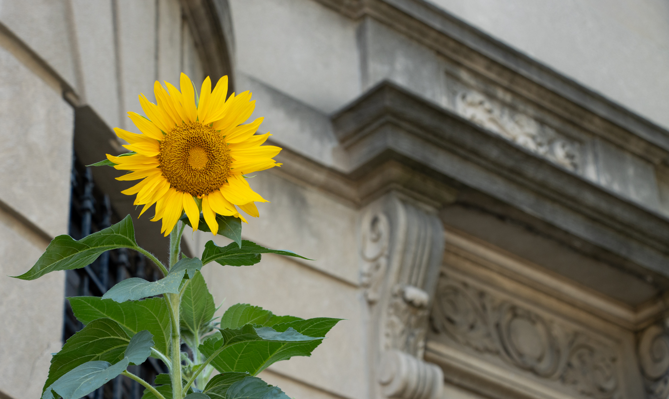 a sunflower in bloom