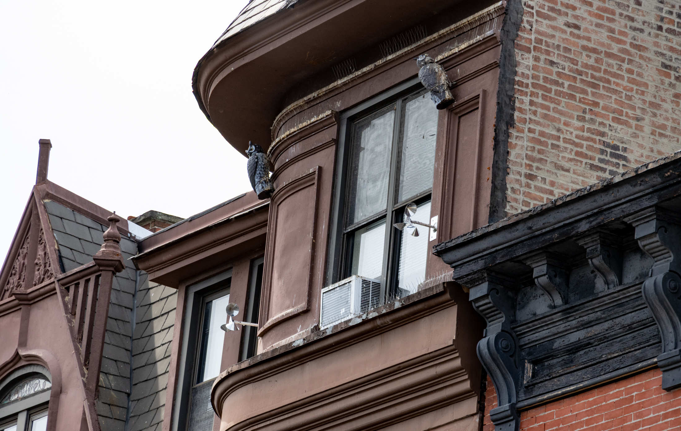 plastic owls on the facade of a bed stuy house