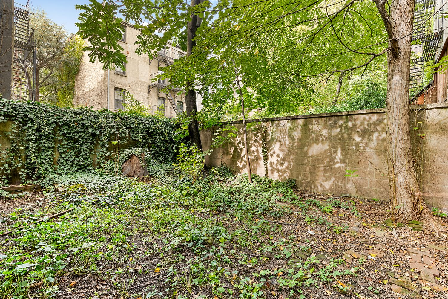 garden with groundcover and some trees