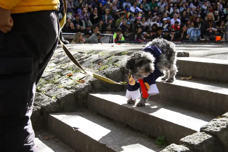 dog in a suit costume