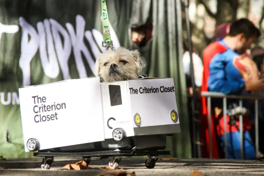 dog in a box truck costume