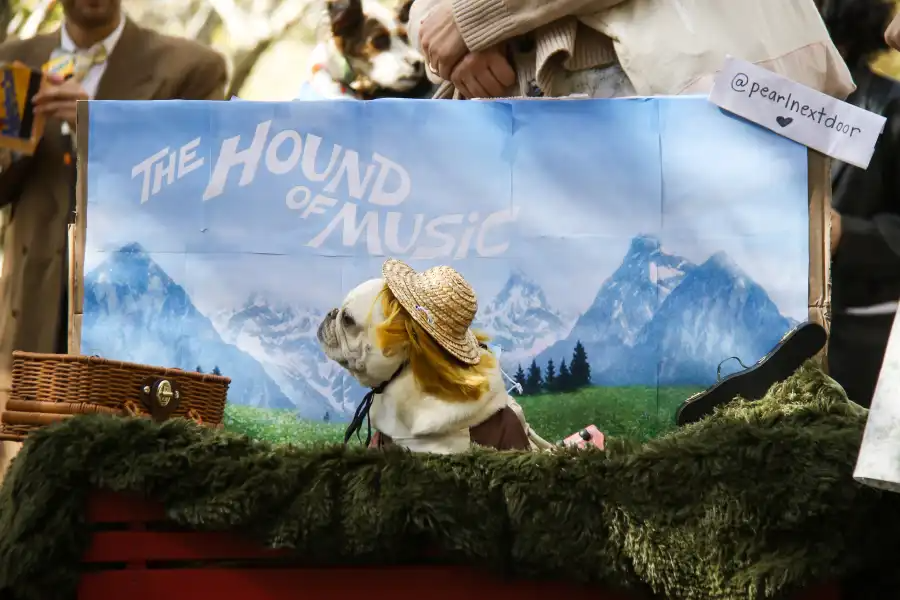 dog in costume as the hound of music