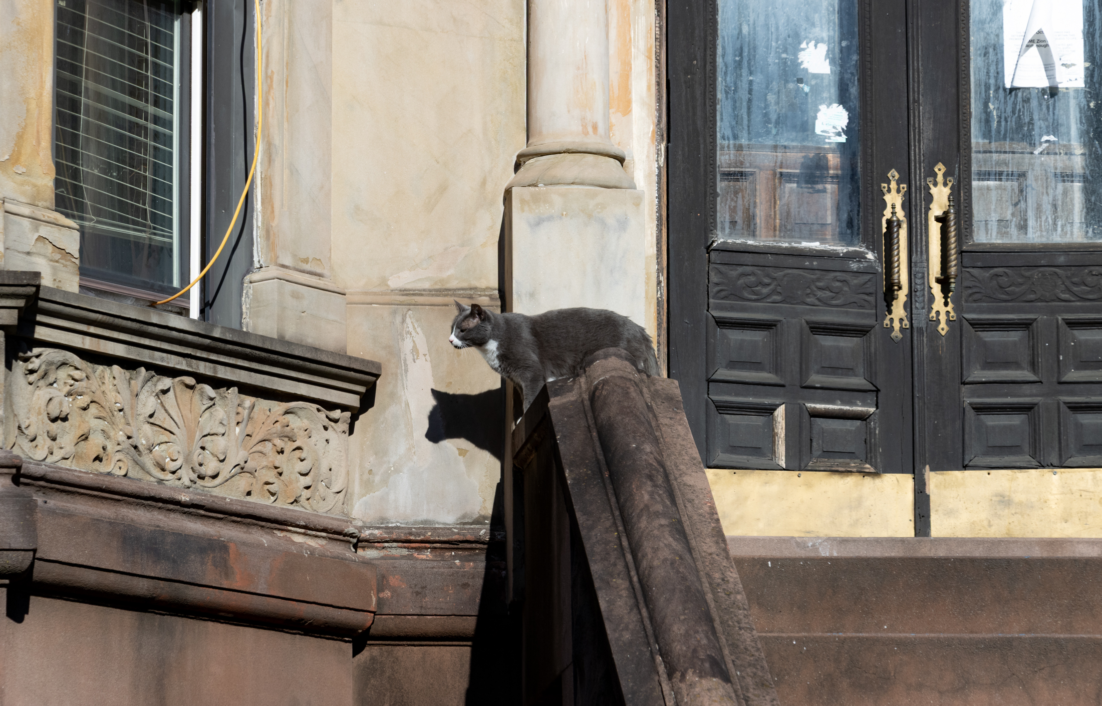 a cat on a brooklyn stoop