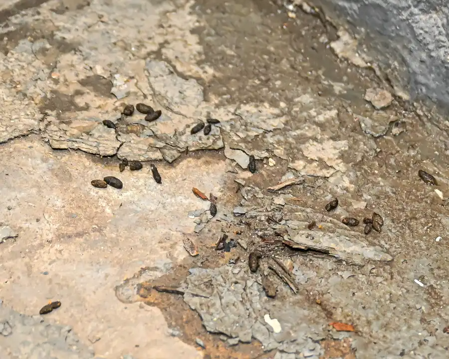 rat droppings