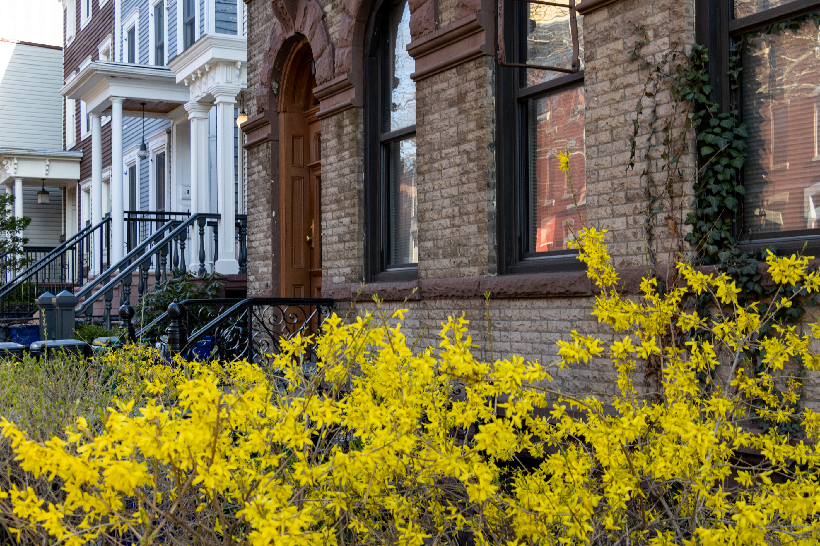 brooklyn - forsythia blooming