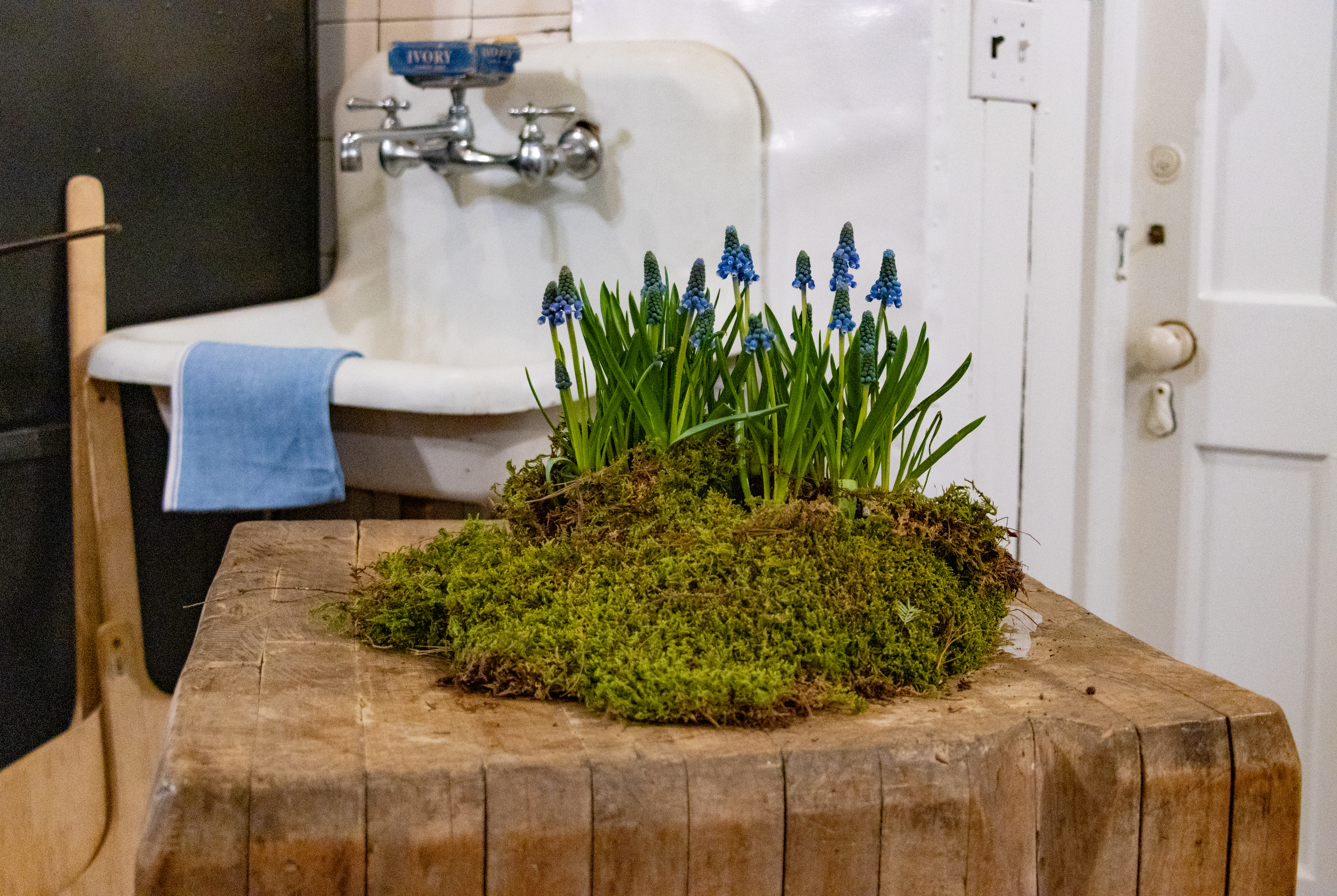 muscari in bloom in the kitchen