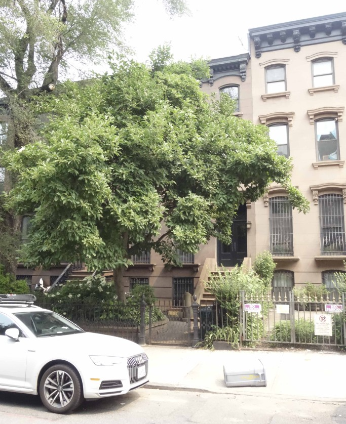 tree covering the exterior of a brownstone
