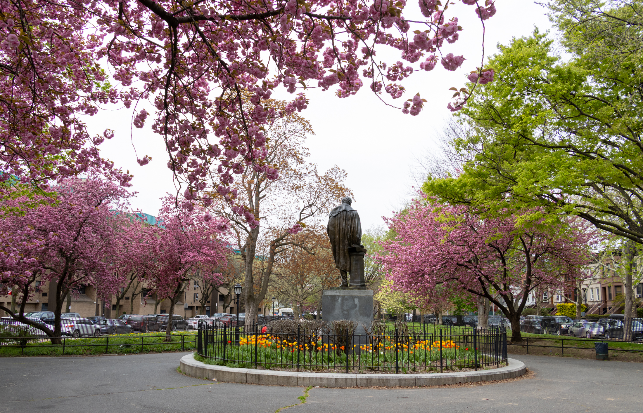 brooklyn - spring trees blooming in fulton park in Bed Stuy