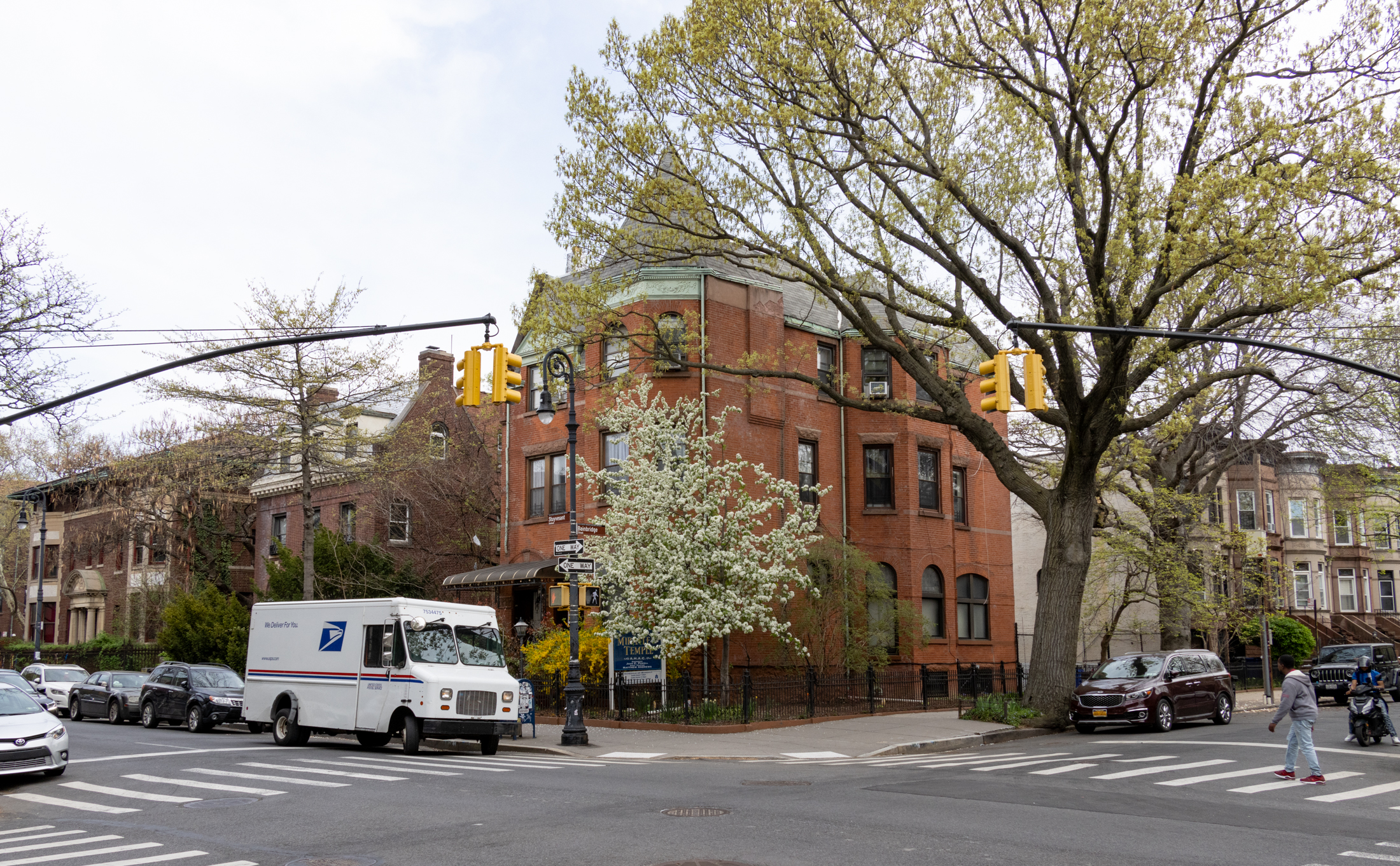brooklyn - spring tree blooming on a streetcorner with row houses and mansions