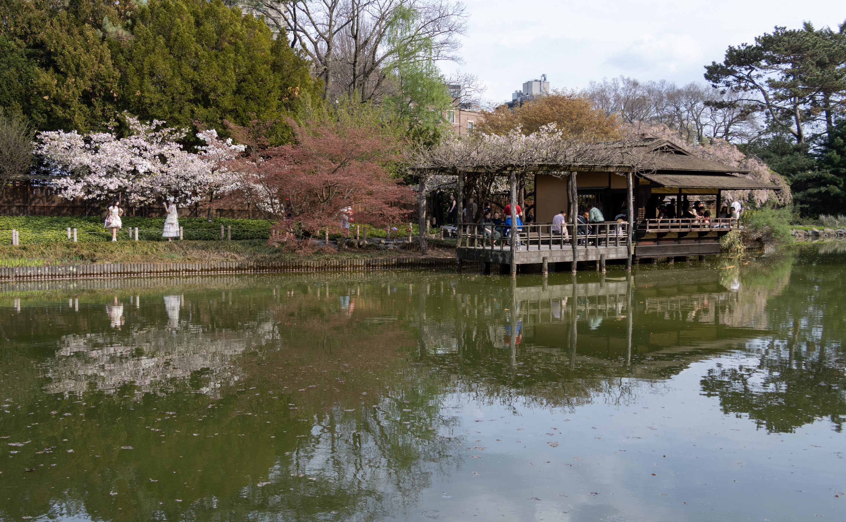 brooklyn - blooming trees around the lake at the brooklyn botanic garden