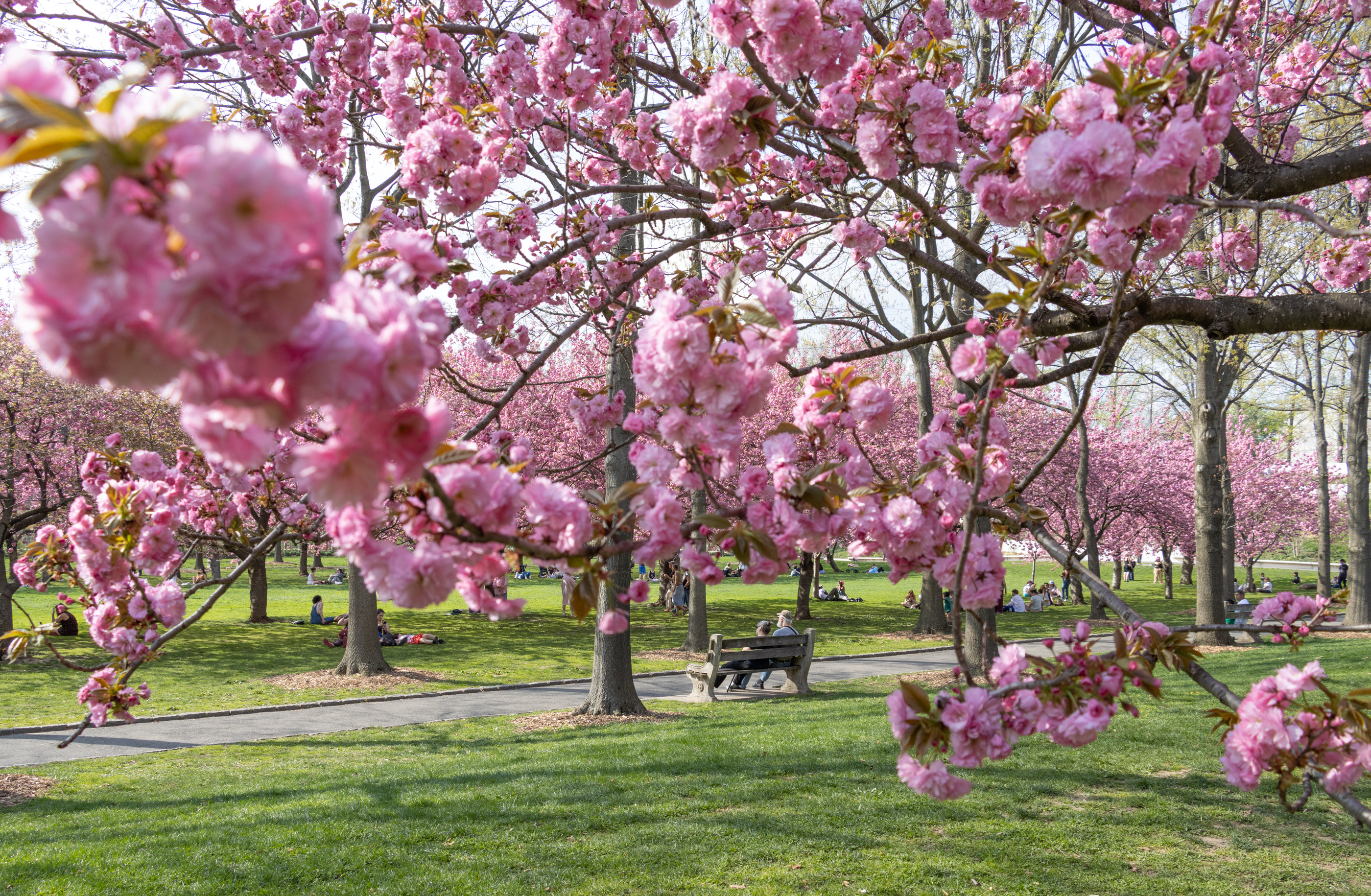 cherry blossoms blooming