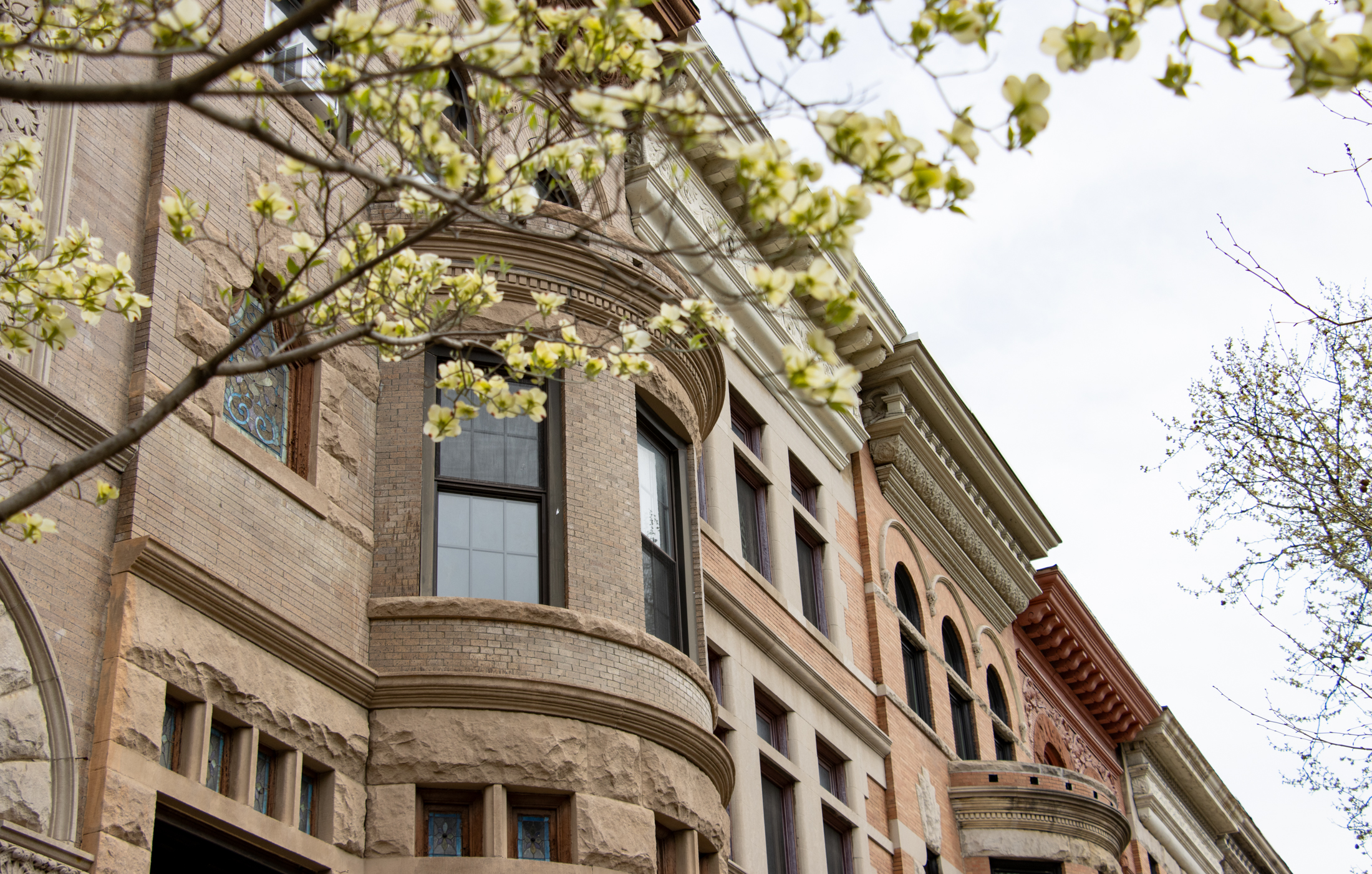brooklyn - spring tree blooming in front of a row of brick townhouses
