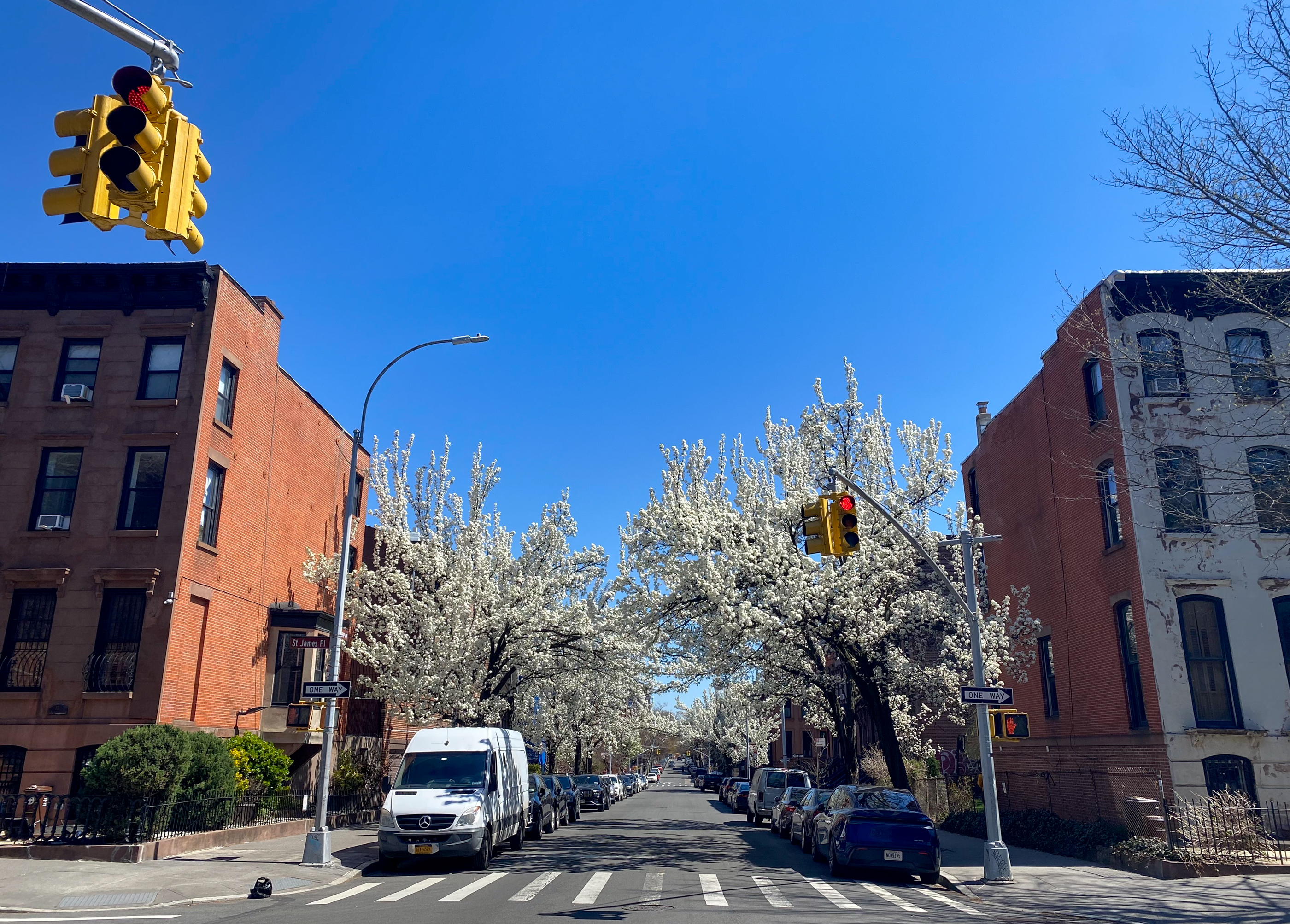 spring trees blooming