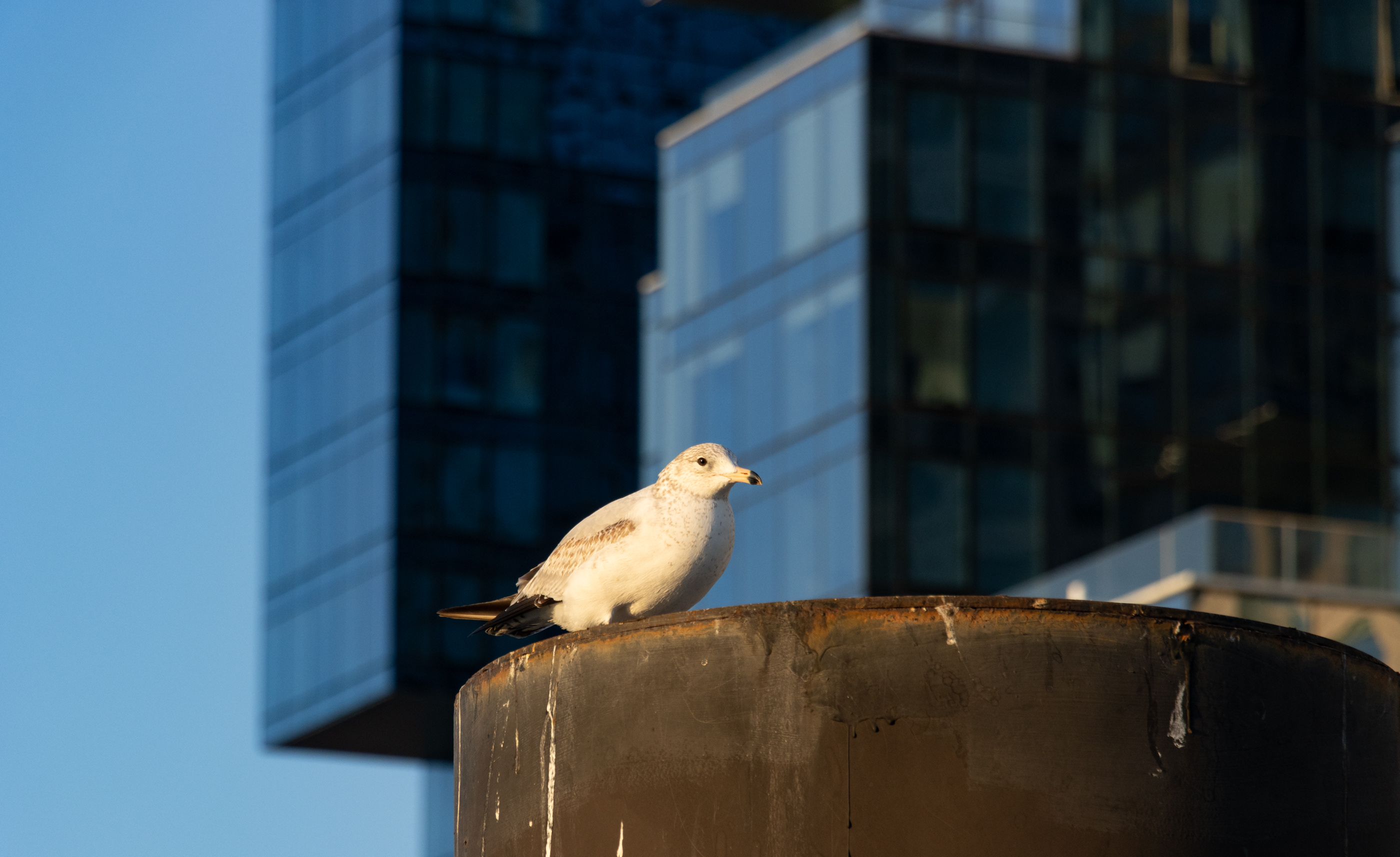 brooklyn - a seagull sitting on a pier with a glassy tower in the background