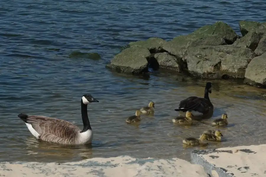 geese