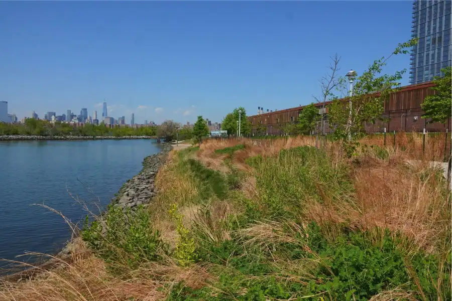grasses at the shoreline